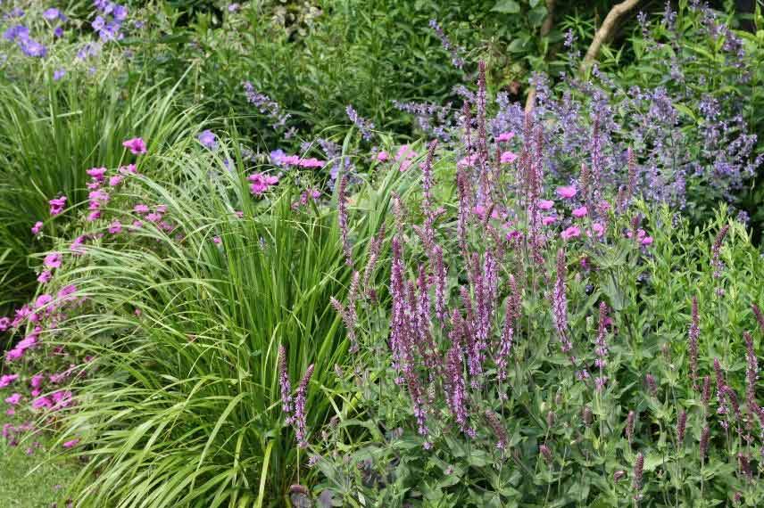 comment réussir un beau massif fleuri plantes arbustes vivaces annuelles