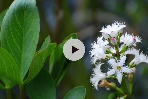 Menyanthes trifoliata ou trèfle d'eau