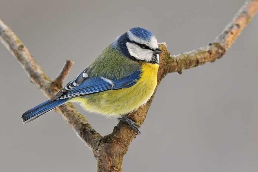 accueillir les mesanges au jardin, mésanges différences, mésanges les reconnaitre, mésange jardin