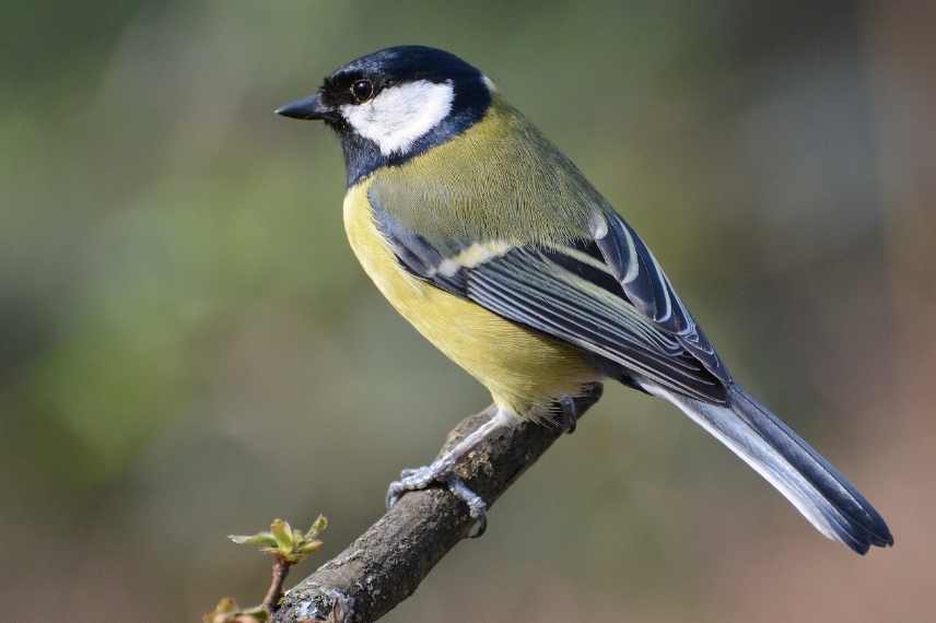 accueillir les mesanges au jardin, mésanges différences, mésanges les reconnaitre, mésange jardin