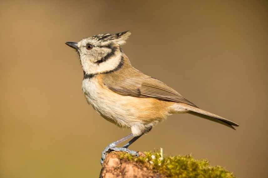 accueillir les mesanges au jardin, mésanges différences, mésanges les reconnaitre, mésange jardin