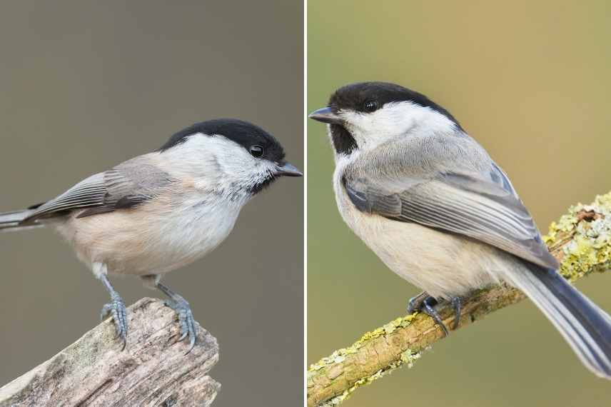 accueillir les mesanges au jardin, mésanges différences, mésanges les reconnaitre, mésange jardin