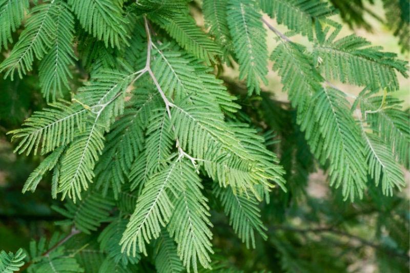 taille mimosa acacia dealbata retinoides