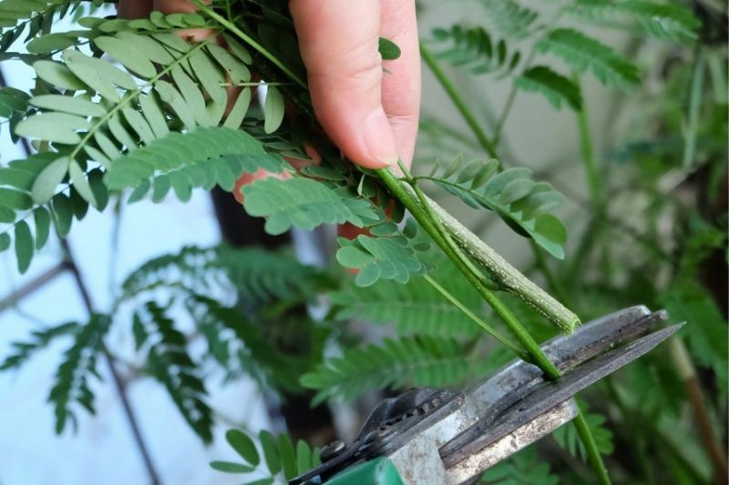 taille mimosa acacia dealbata retinoides