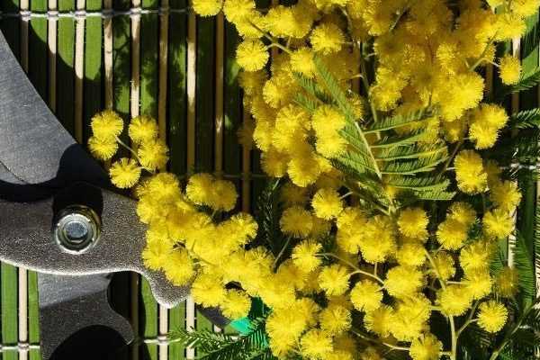 Quand et comment tailler un Mimosa ?