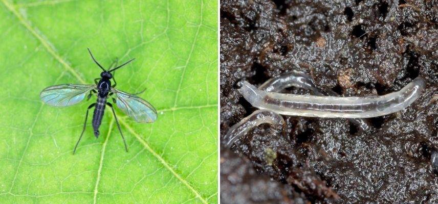 🌿 ÉLIMINER LES MOUCHERONS DES PLANTES D'INTÉRIEUR : J'AI TESTÉ LES  NÉMATODES