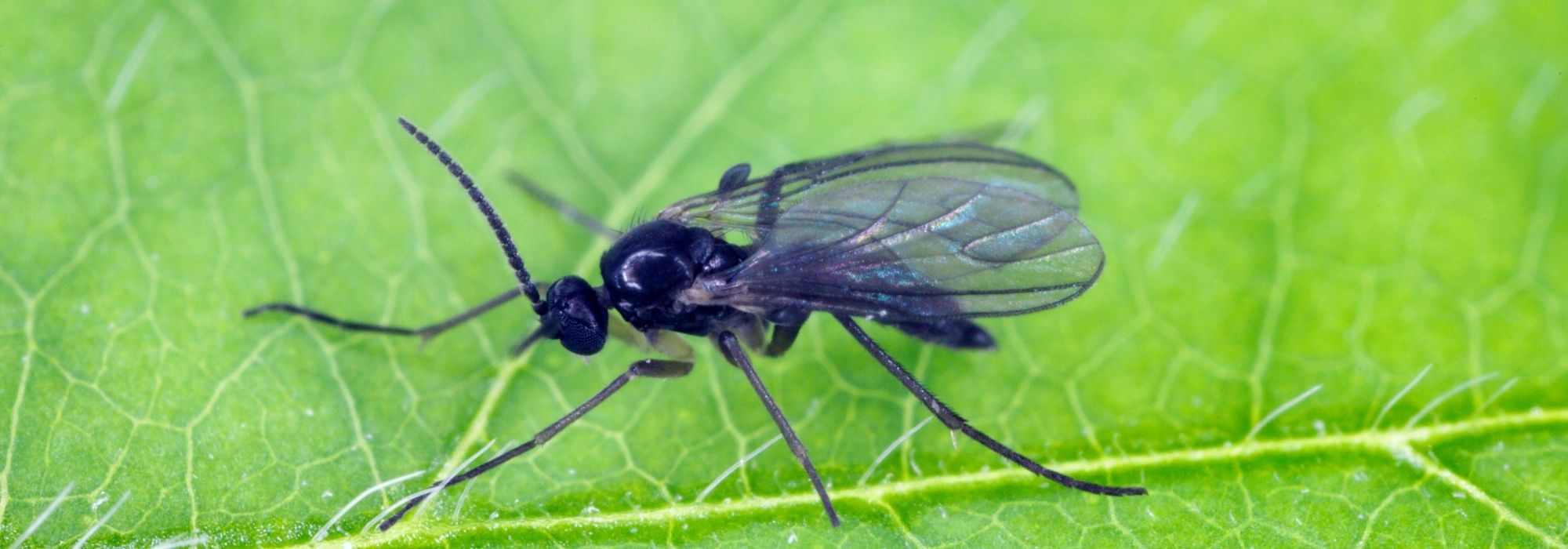 Mouche de terreaux ou petite mouche noire : Comment s'en débarrasser ?