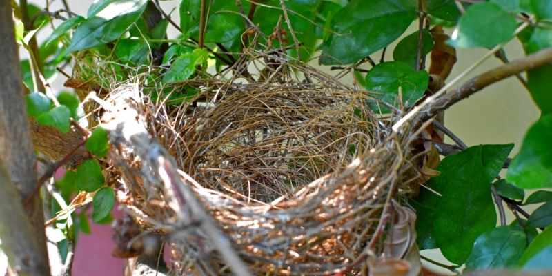 Favoriser la nidification des oiseaux au jardin, oiseau biodiversité jardin
