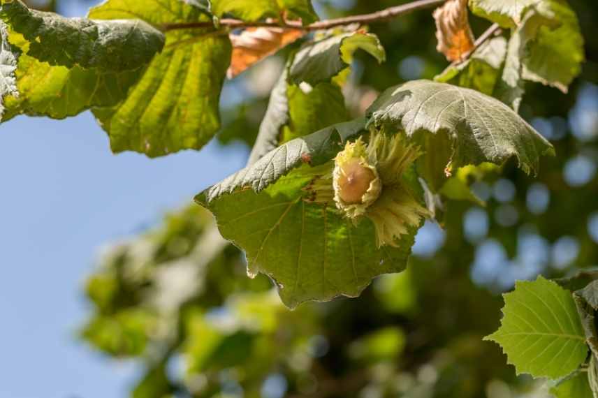 arbre fruitier sol lourd argileux, arbuste fruitier sol lourd argileux, fruitier quel type de sol, quel fruitier pour sol lourd, quel fruitier sol argileux