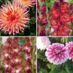 Bulbes de Dahlias et Glaïeuls : nos nouveautés printemps 2022