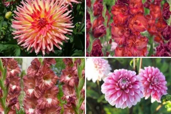 Bulbes de Dahlias et Glaïeuls : nos nouveautés printemps 2022