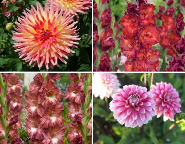 Bulbes de Dahlias et Glaïeuls : nos nouveautés printemps 2022