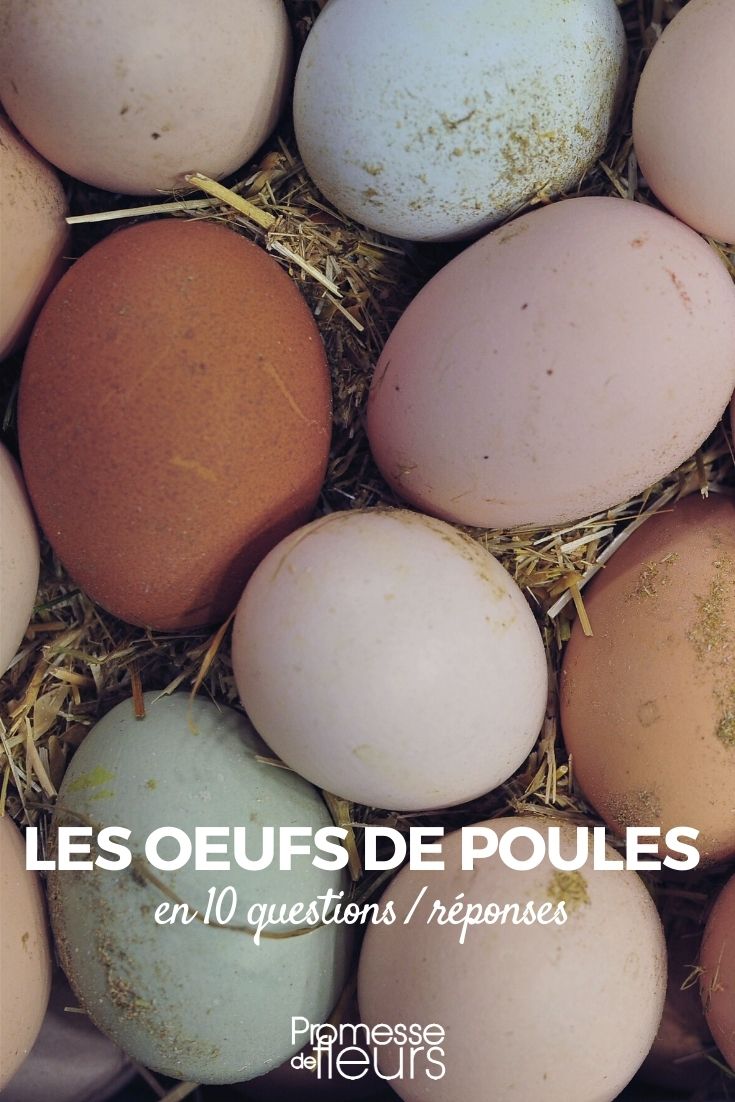 Faut-il laver ses oeufs de ses poules ?