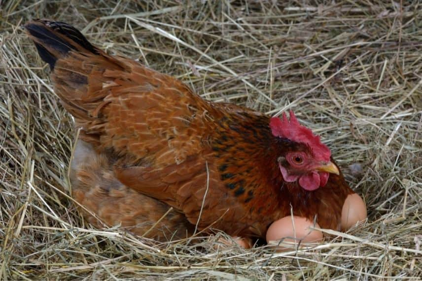 oeufs poules