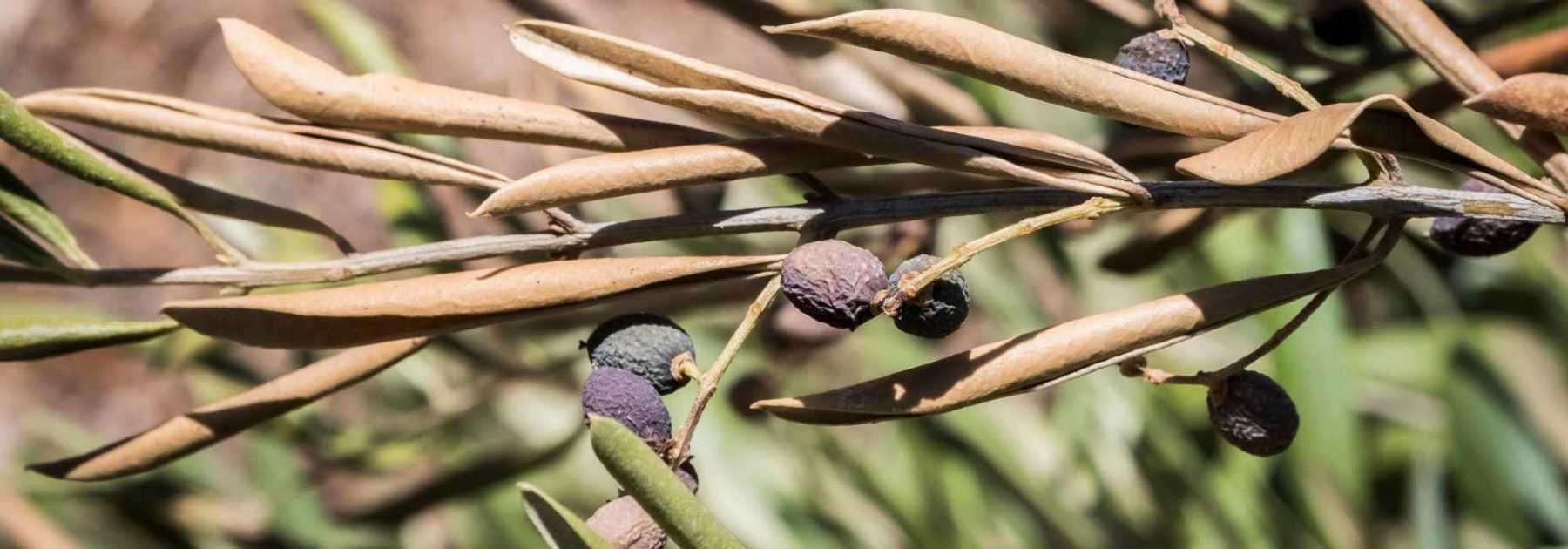 Protection de l'olivier l'hiver