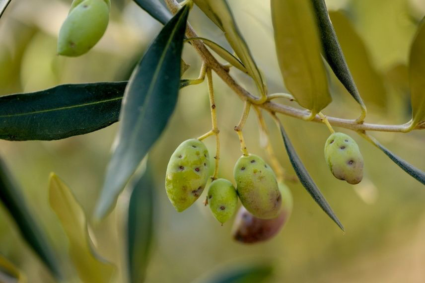 Maladies et parasites de l’olivier