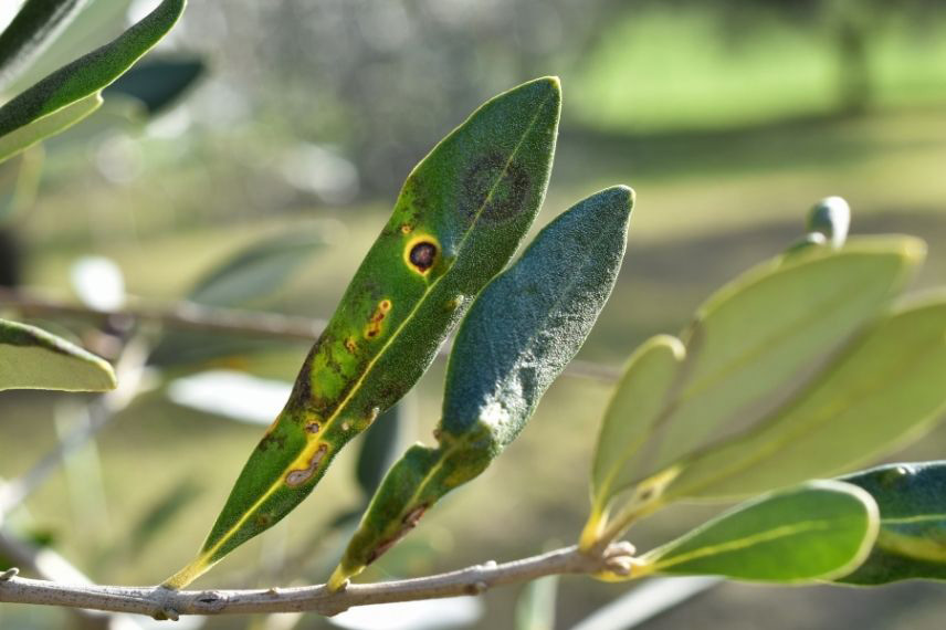 Maladies et parasites de l’olivier