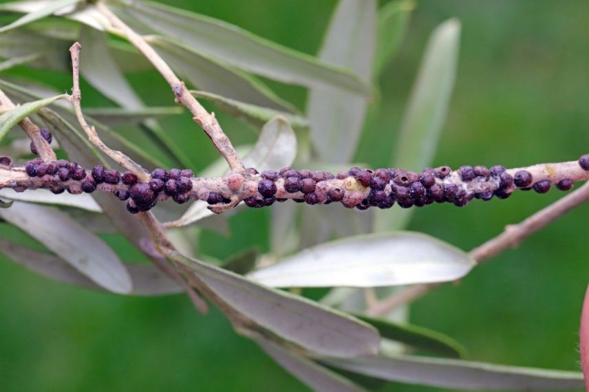 Maladies et parasites de l’olivier