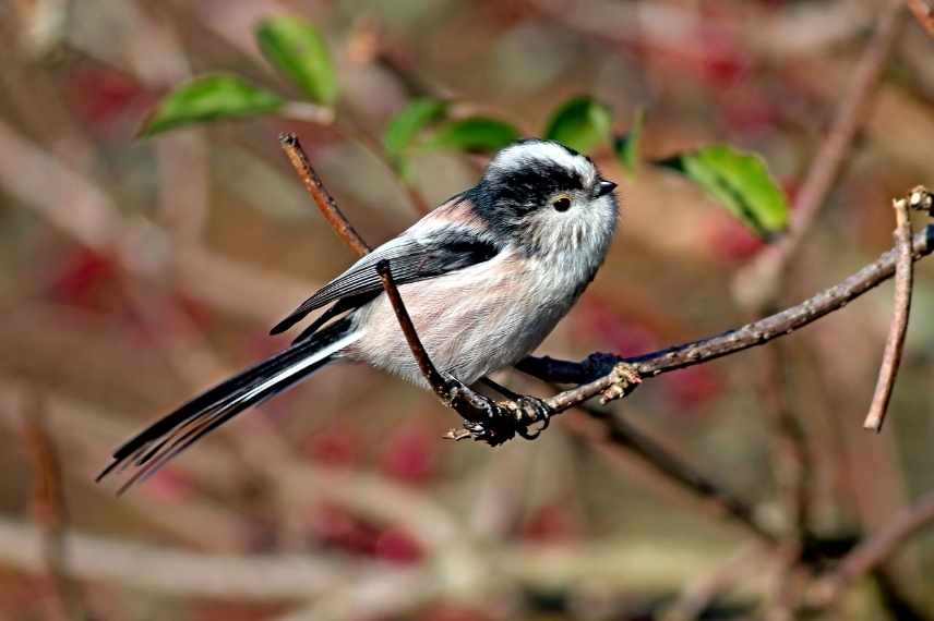 accueillir les mesanges au jardin, mésanges différences, mésanges les reconnaitre, mésange jardin