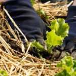 Quel paillage pour le potager ?