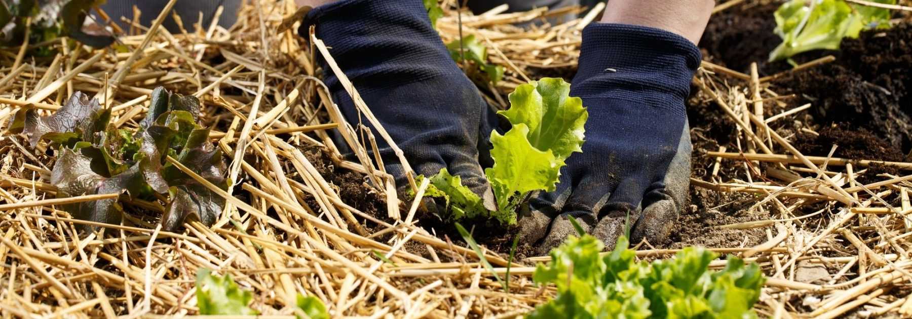 Quel paillage pour le potager ? - Promesse de Fleurs