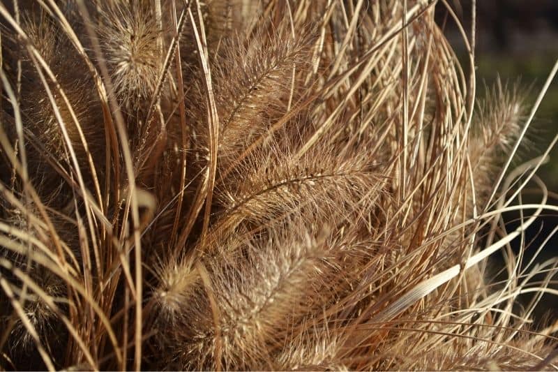 Tailler un Pennisetum : quand et comment ?