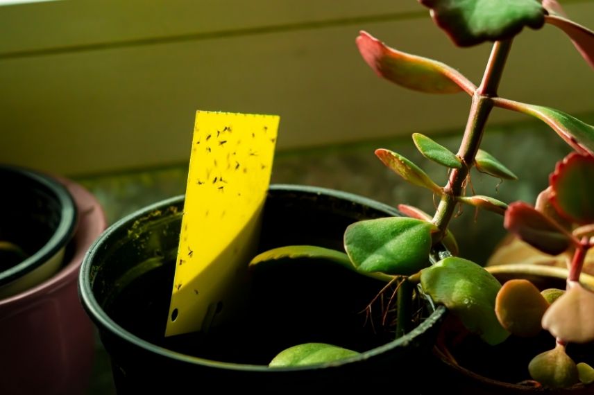 Comment éloigner les moucherons des plantes d'intérieur ? - Jardiland
