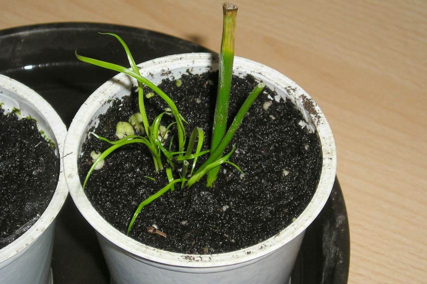 Plantation du Cyperus en pot