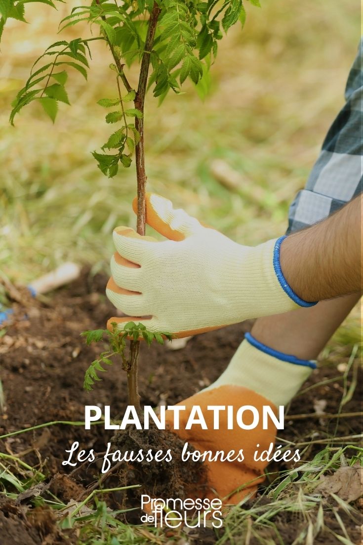 plantation fausses bonnes idées