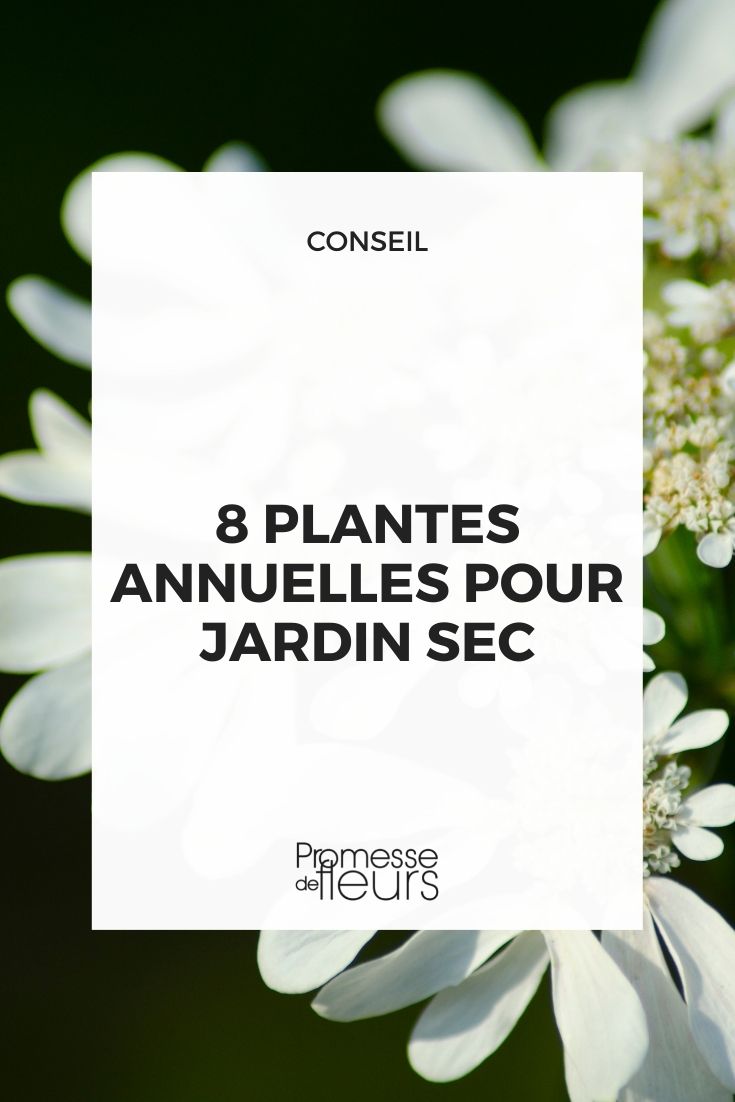 plante annuelle pour jardin sec