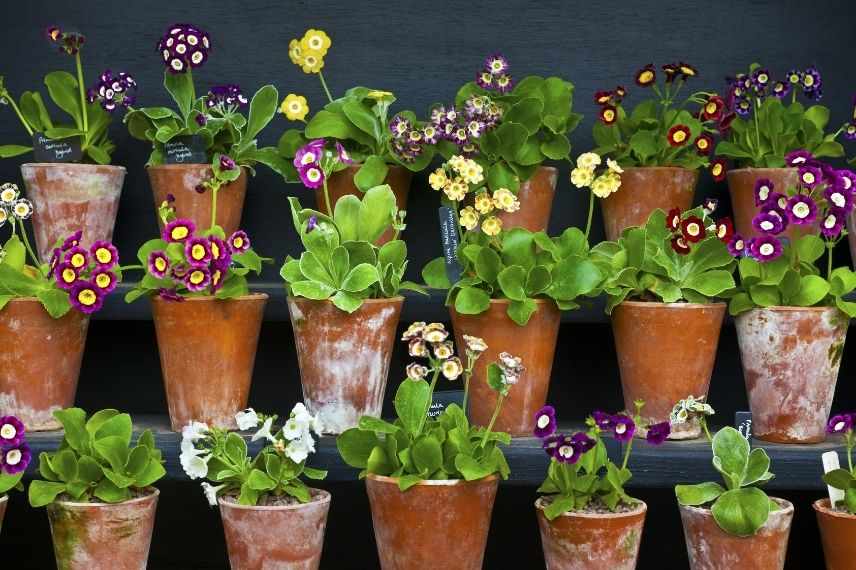 quel pot pour primula auricula