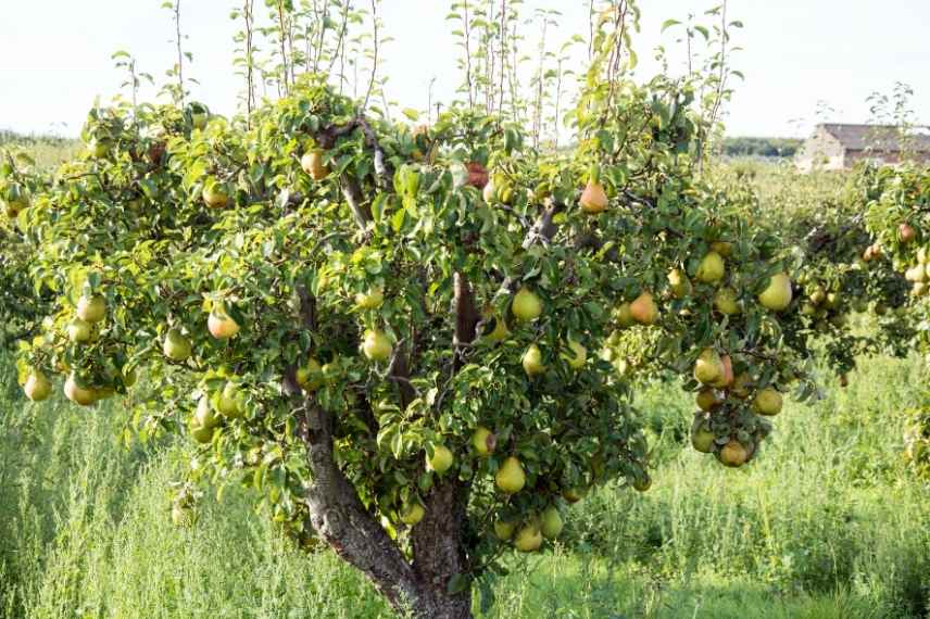 arbre fruitier sol lourd argileux, arbuste fruitier sol lourd argileux, fruitier quel type de sol, quel fruitier pour sol lourd, quel fruitier sol argileux