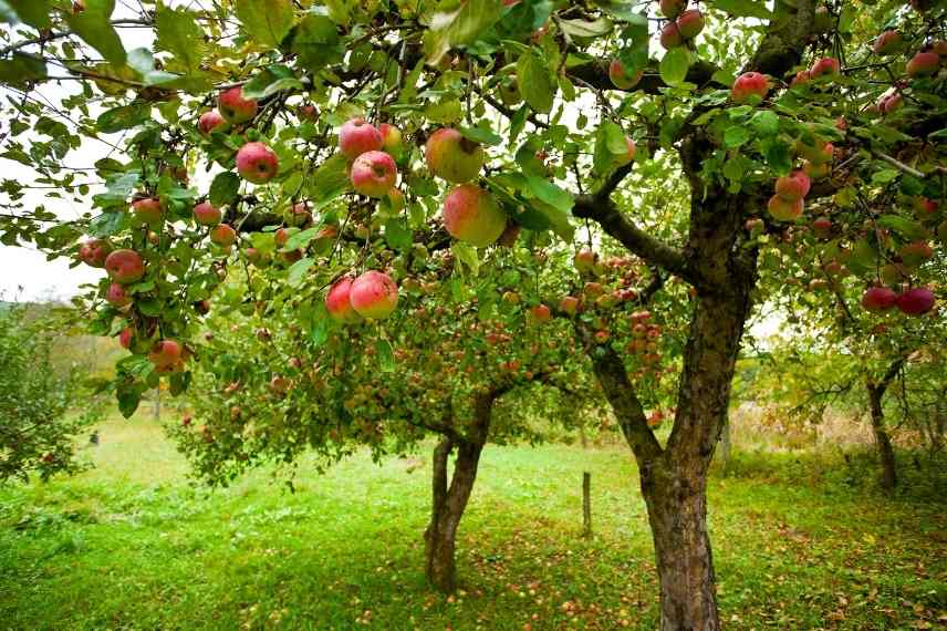 arbre fruitier sol lourd argileux, arbuste fruitier sol lourd argileux, fruitier quel type de sol, quel fruitier pour sol lourd, quel fruitier sol argileux