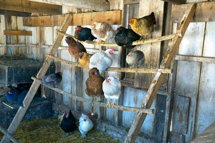 Les Maladies des Poules, les prévenir et les guérir - Poulailler