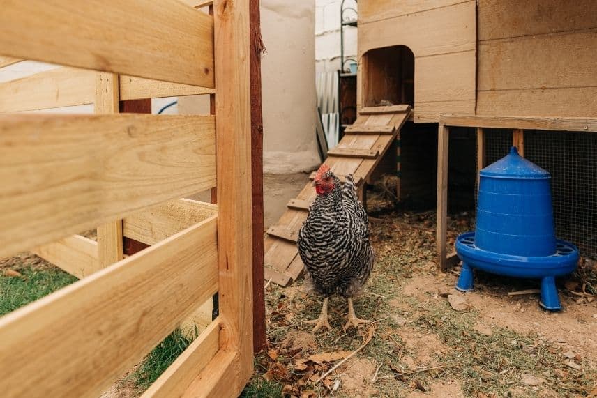 poules