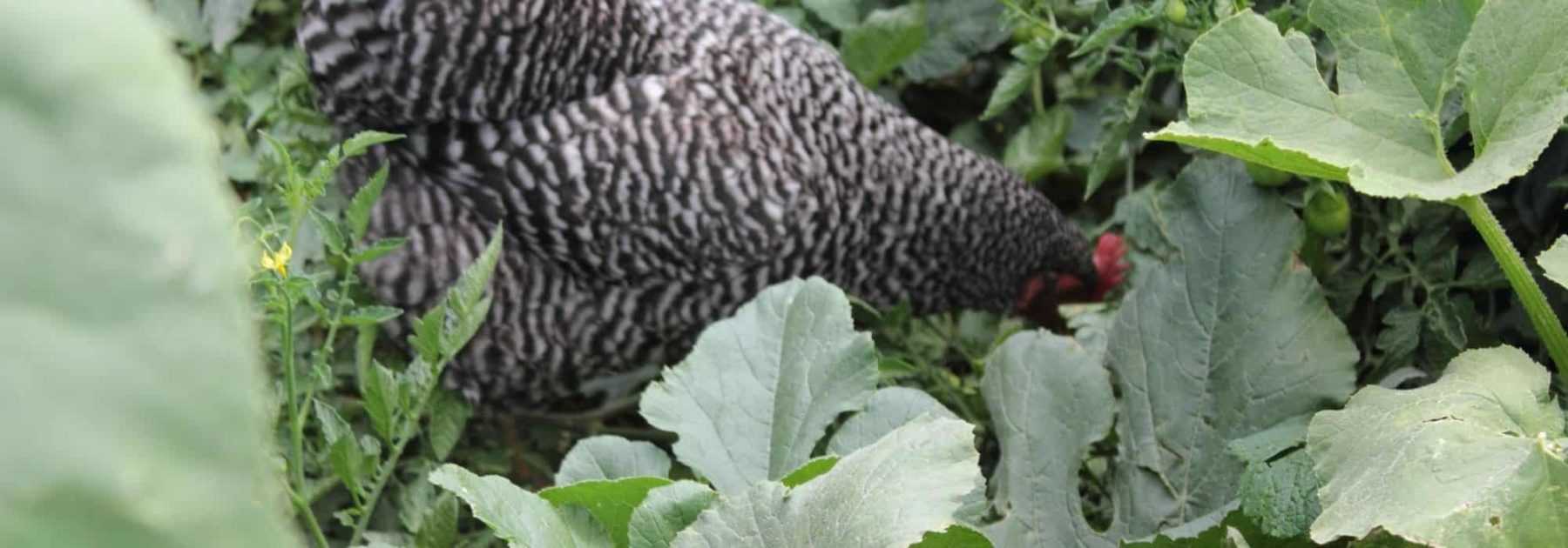 Comment protéger son potager des poules ?