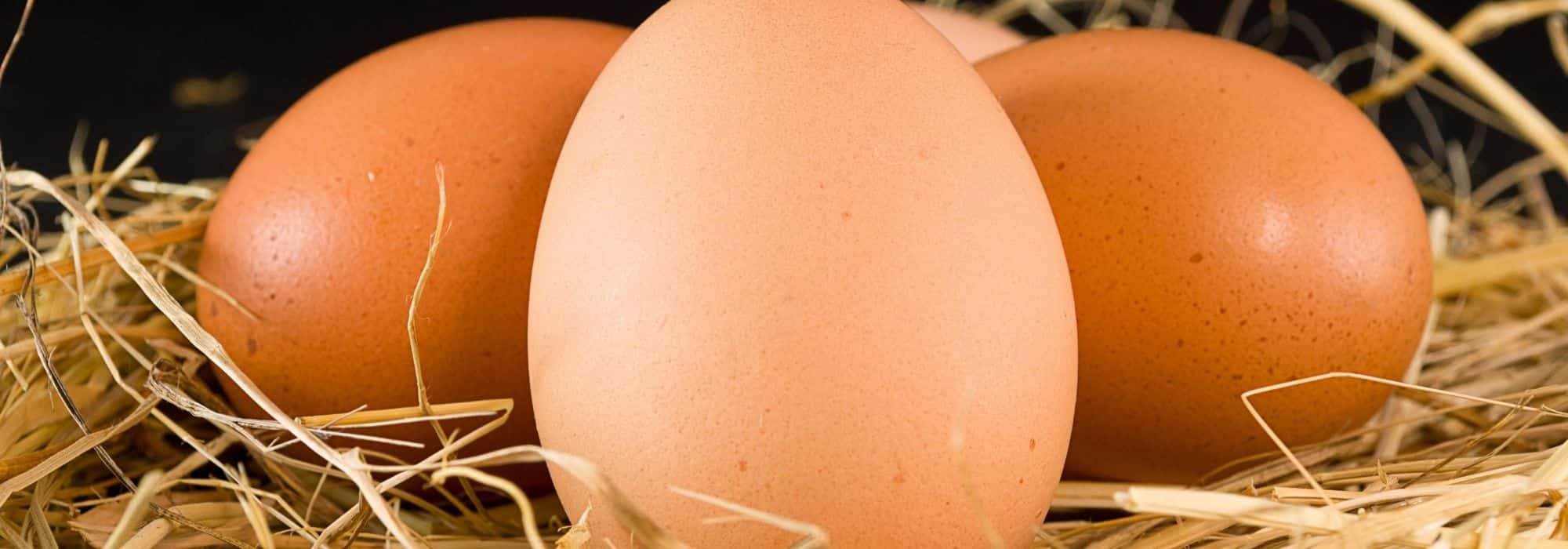 Les œufs de poules en 10 questions / réponses