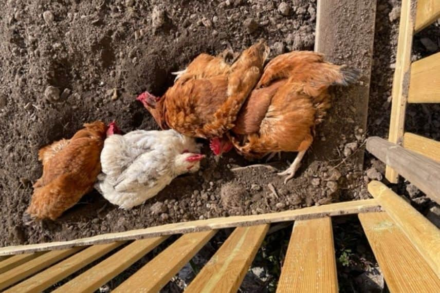 poules potager