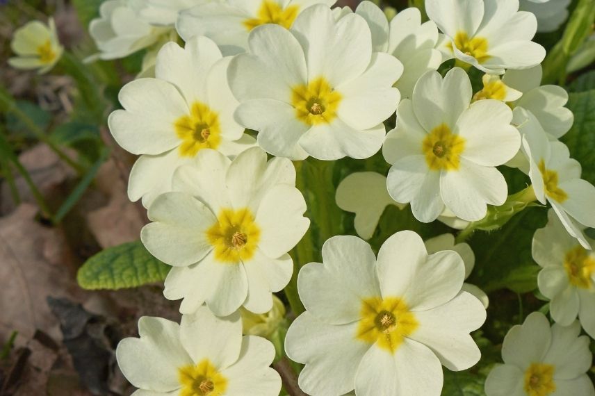 primevère sans tige, primula acaulis, primevère commune jaune