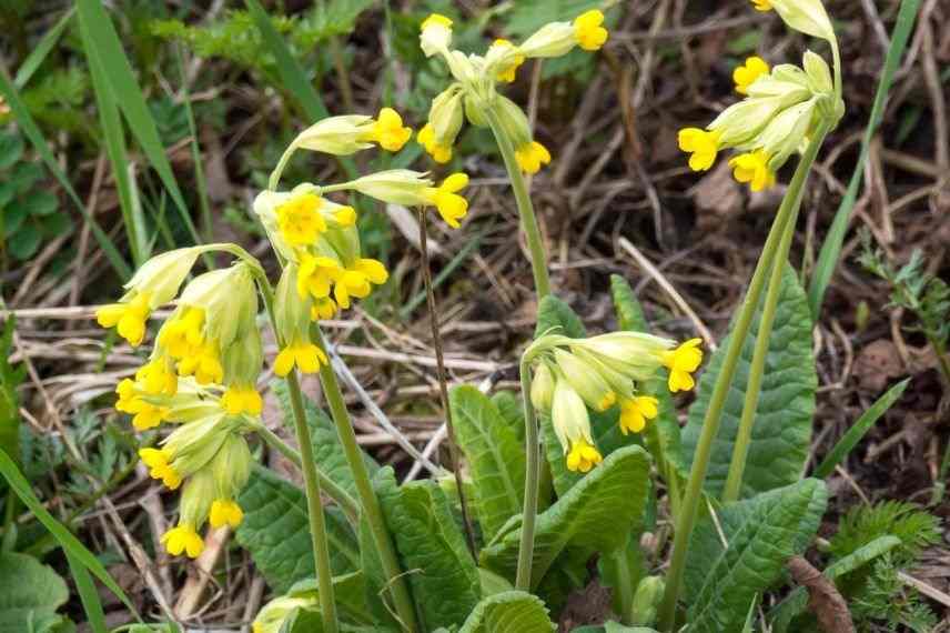 primevère officinale