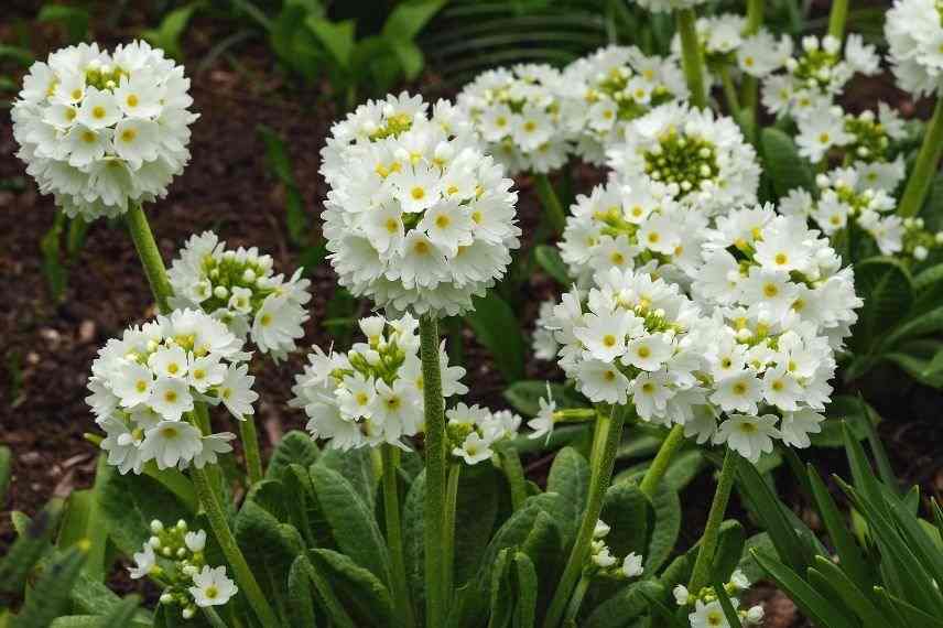 primevère fleur en boule