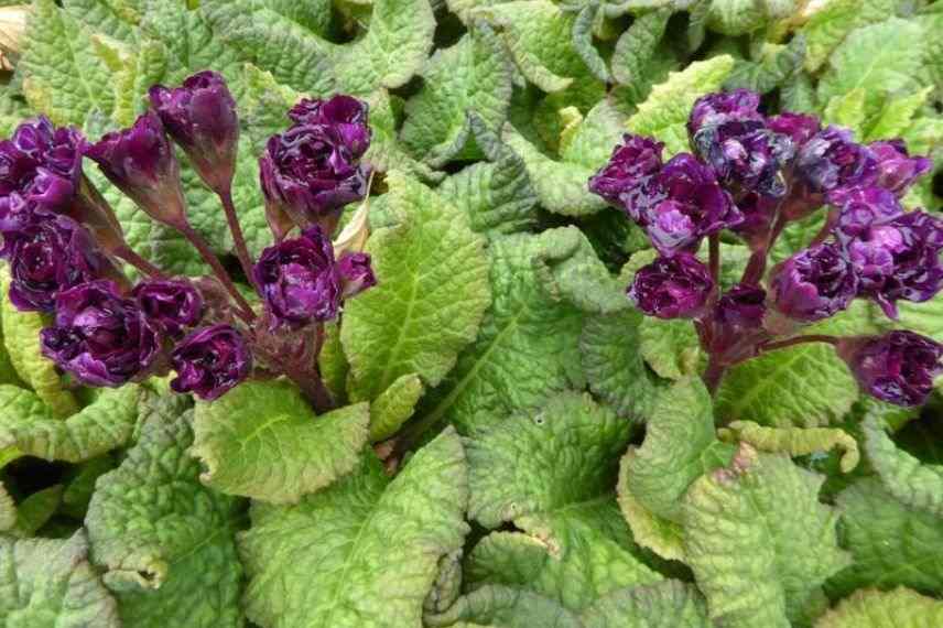 Primevère des jardins bleu violacé, primevère acaule originale