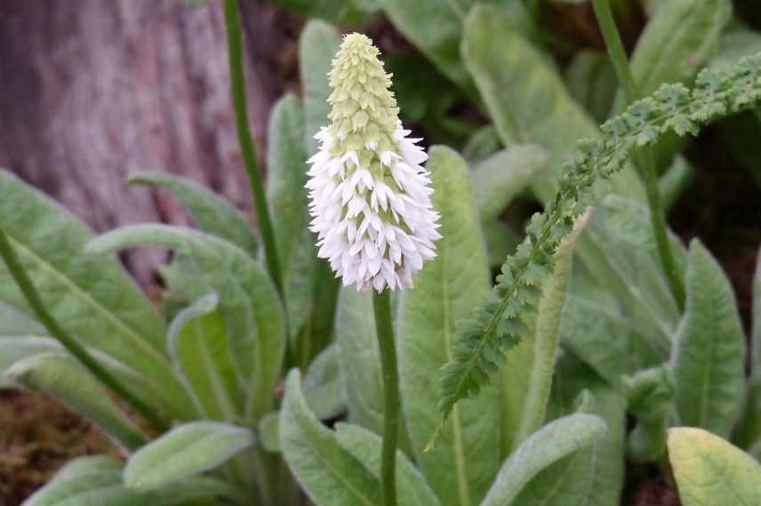 Primevère de Vial, Primevère orchidée