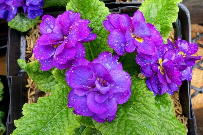 primevère des jardins à floraison violette exceptionnelle