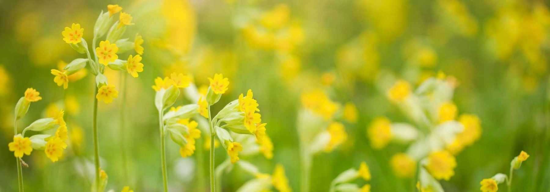 7 primevères jaunes à cultiver au jardin