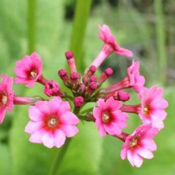 8 primevères roses à cultiver au jardin