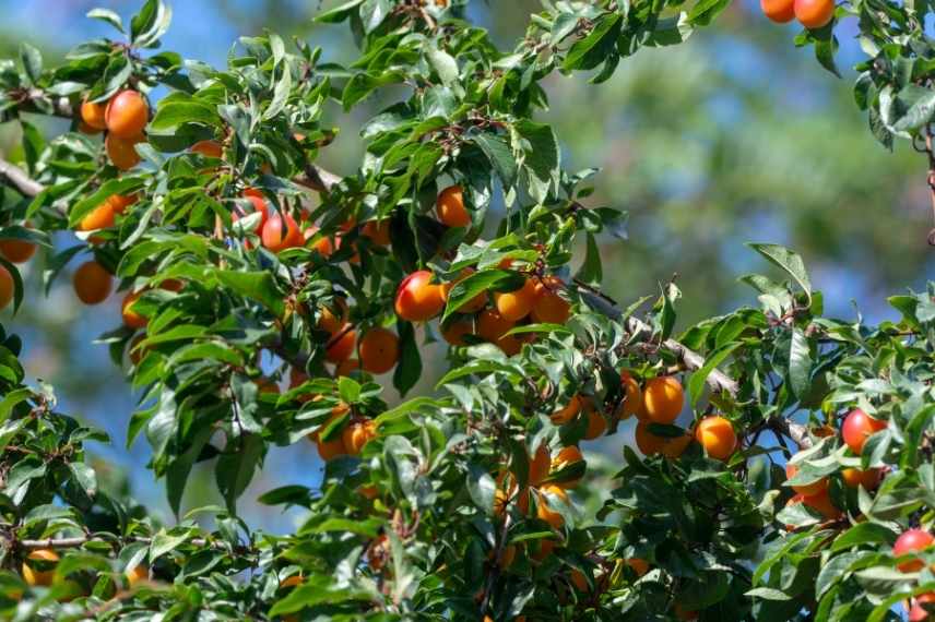 arbre fruitier sol lourd argileux, arbuste fruitier sol lourd argileux, fruitier quel type de sol, quel fruitier pour sol lourd, quel fruitier sol argileux