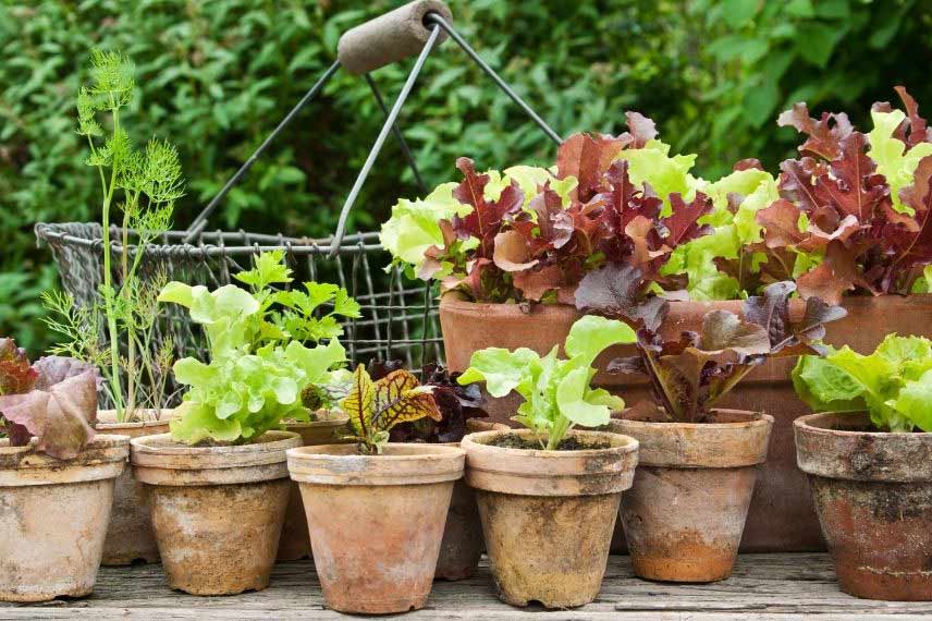 culture de la salade pot jardinière bac