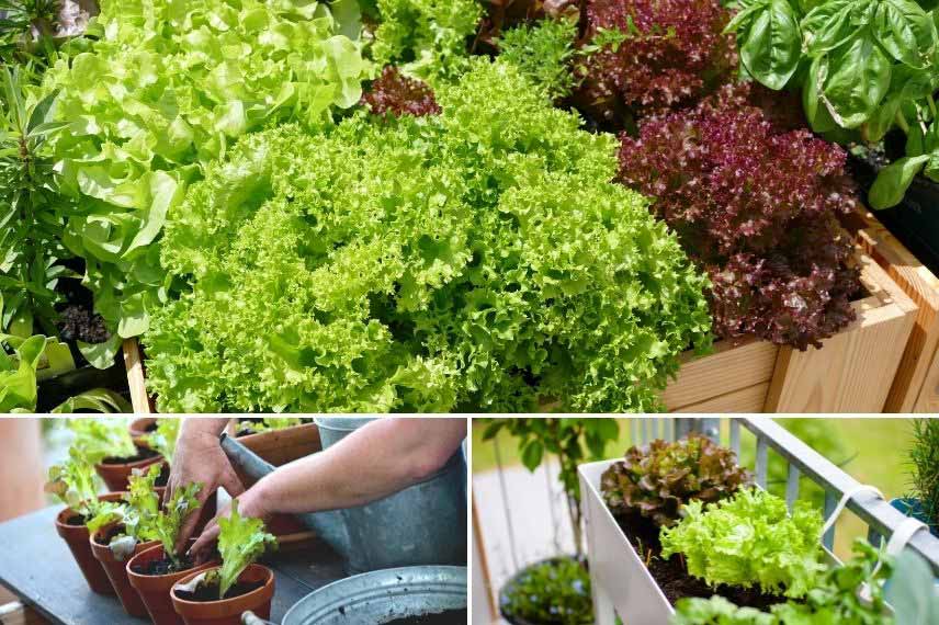 culture de la salade pot jardinière bac
