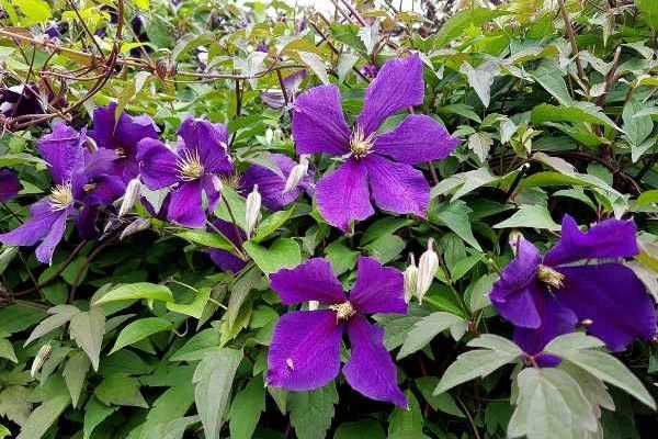 La taille des clématites à floraison estivale